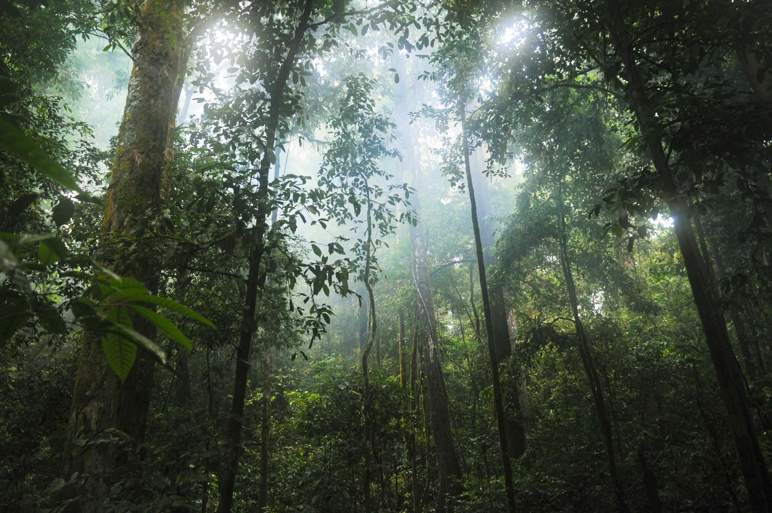 Ecuadorian Amazon Rainforest